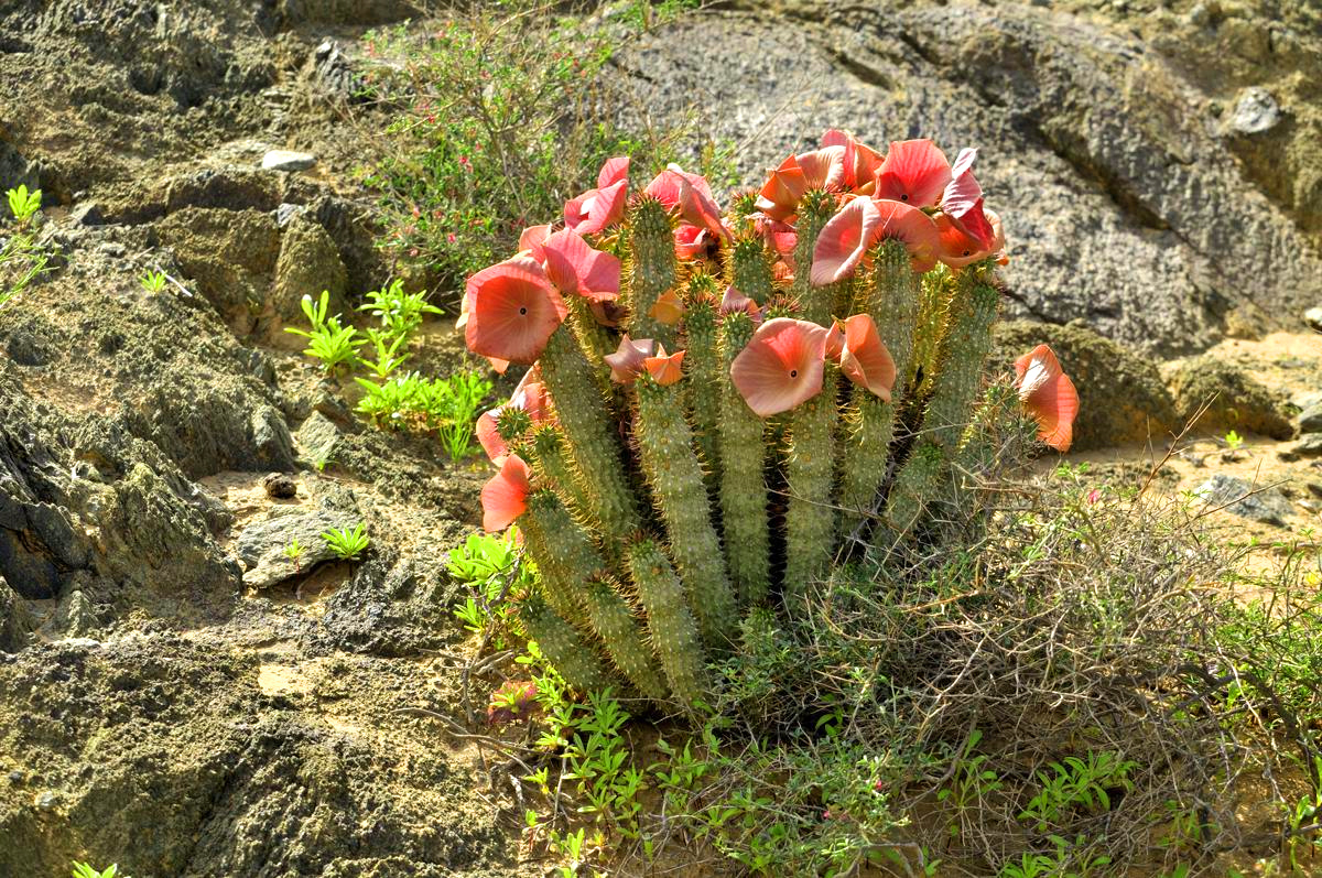 Hoodia бореться із зайвою вагою